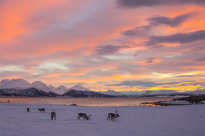 Small-Group Arctic Sightseeing Tour With Citizen Science From Tromso - Essential Information