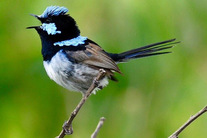 Small-Group Birdwatching Tour, Sydney's Northern Beaches  - New South Wales - Common questions