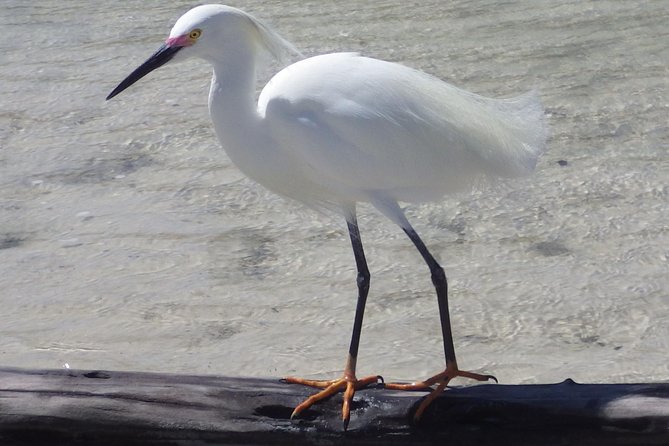 Small Group Boat, Kayak and Walking Guided Eco Tour in Everglades National Park - Common questions