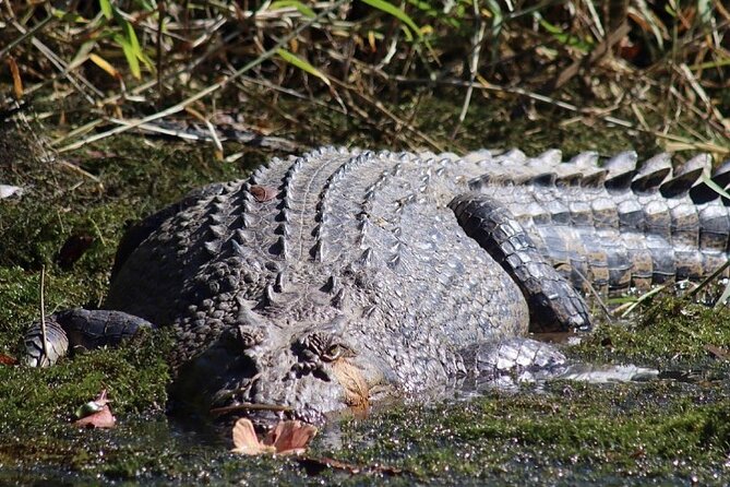 Small Group Full Day Daintree Tour From Port Douglas - Viator Product Details