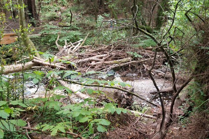 Small-Group Half-Day Muir Woods and Sausalito Afternoon Tour - Entrance Fee and Gratuities