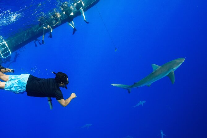 Snorkel and Dive With Sharks in Hawaii With One Ocean Diving - Common questions