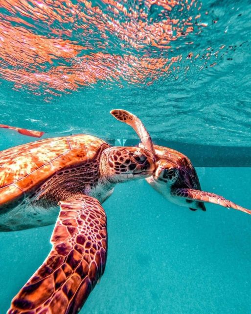 Snorkel and Swim With Sea Turtles - Common questions