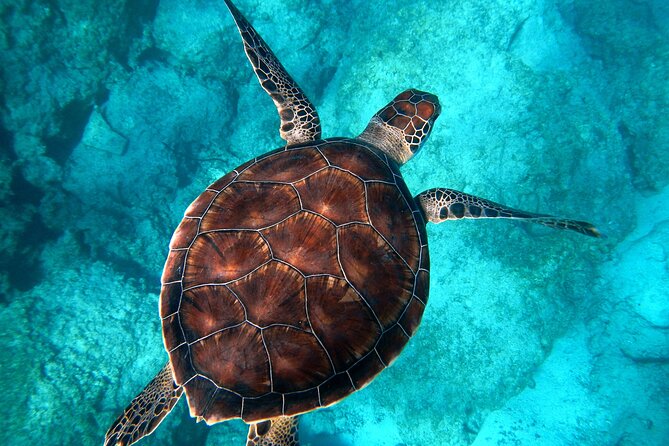 Snorkeling and Dolphin-Spotting Cruise at Moreton Island  - Brisbane - Customer Experiences