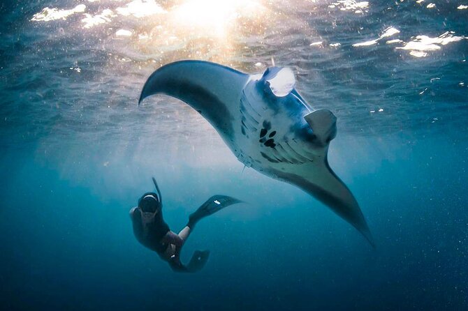 Snorkeling Manta Ray Safari in Nusa Penida - Last Words