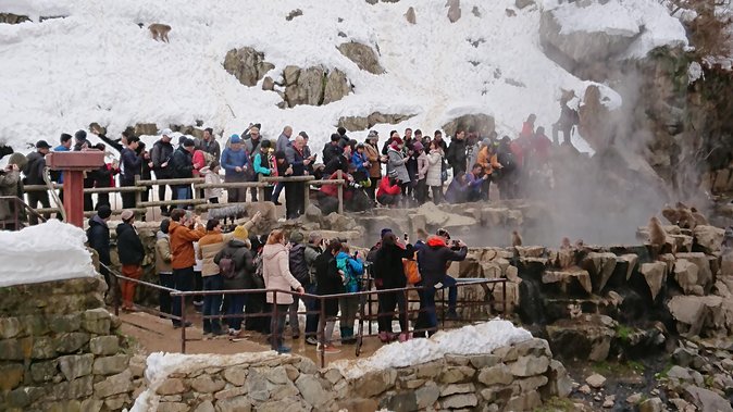 Snow Monkey, Shiga Kogen Roman Museum With Lunch Buffet - Common questions