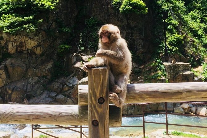 (Spring Only) 1-Day Snow Monkeys & Cherry Blossoms in Nagano Tour - Last Words