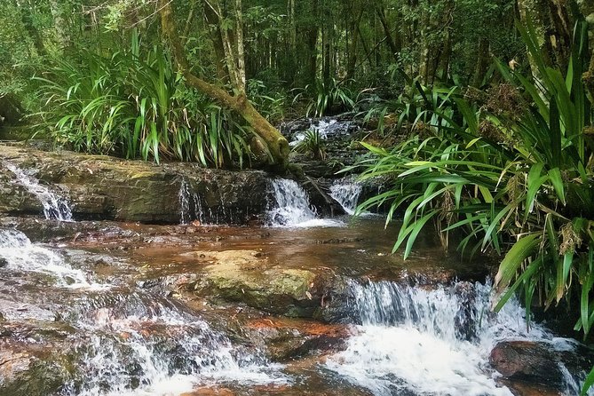 Springbrook National Park Shared Waterfalls Tour  - Surfers Paradise - Refund Policy