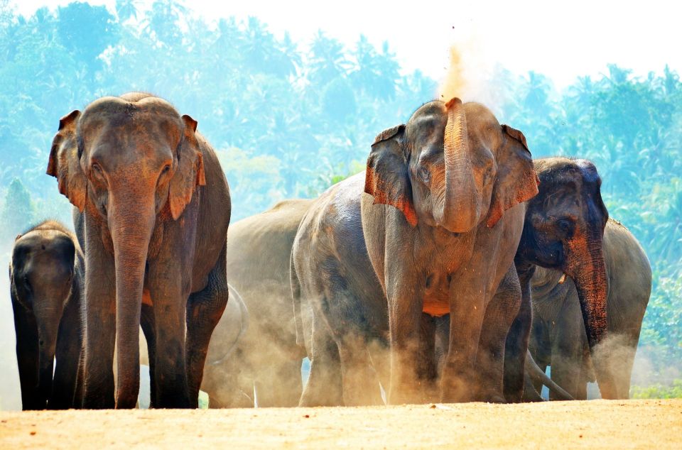 Sri Lanka: Western Province Highlights Day Tour and Safari - Last Words