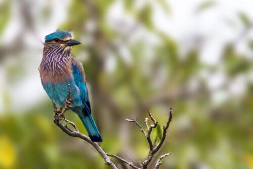 Sri Lanka: Wilpattu National Park Safari Tour in a 4WD Jeep - Wildlife Encounters