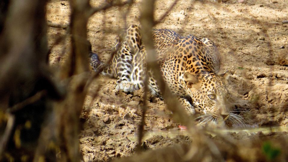 Sri Lanka: Yala National Park Private Safari - Last Words