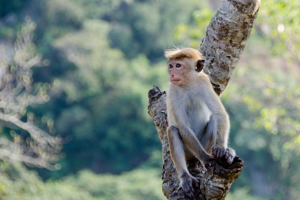 Sri Lanka: Yala National Park Safari Tour - Last Words