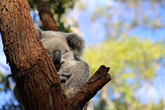 Stray Australia: 8 Day Sydney to Brisbane Koala Tour - Meeting Point and Duration