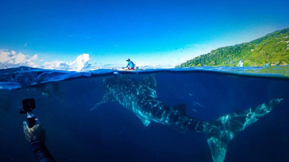 Sumbawa Tour 2 Days 1 Night ( Whale Shark Tour) - Common questions