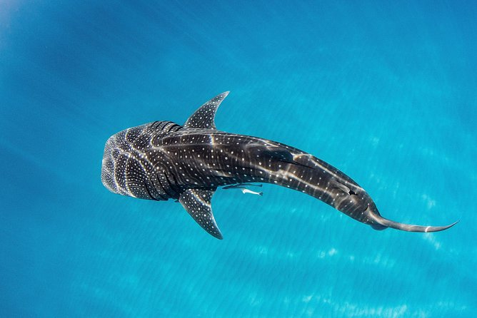 Swim With Whale Sharks- the Largest Fish in the World! - Last Words