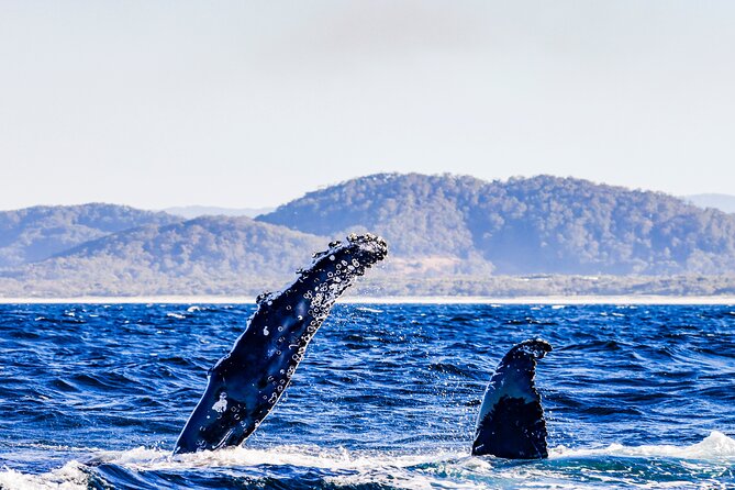 Swim With Whales Gold Coast - Last Words