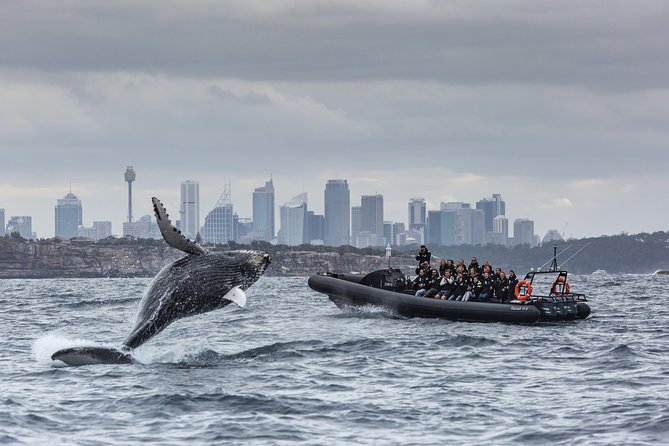 Sydney Whale-Watching by Speed Boat - Additional Tips and Recommendations