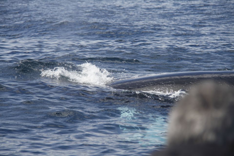 Terceira: Whale and Dolphin Watching in a Zodiac Boat - Common questions