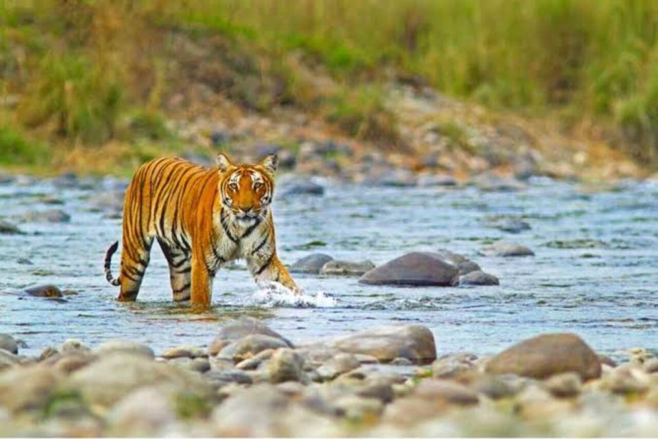 Three Days Jim Corbett National Park Tour - Additional Information