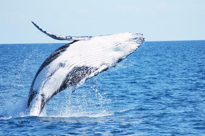 Three-Quarter Day Hervey Bay Premium Whale Watching Cruise - Additional Information