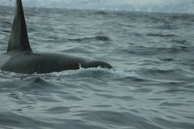 Tromso Full-Day Whale and Seabird Boat Tour to Skervoy - Overall Tour Recommendation