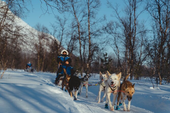 Tromso Guided Dogsledding Adventure (Mar ) - Common questions