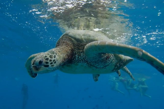 Turtle Snorkeling Adventure in Waikiki (Boat Tour) - The Wrap Up