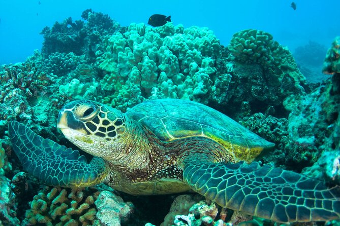 Turtle Town Snorkel With Photo and Video - Pricing and Terms & Conditions