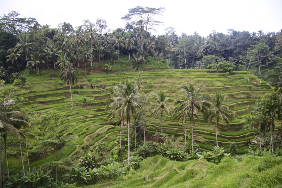 Ubud: Monkey Forest, Rice Terrace & Tanah Lot Private Tour - Last Words