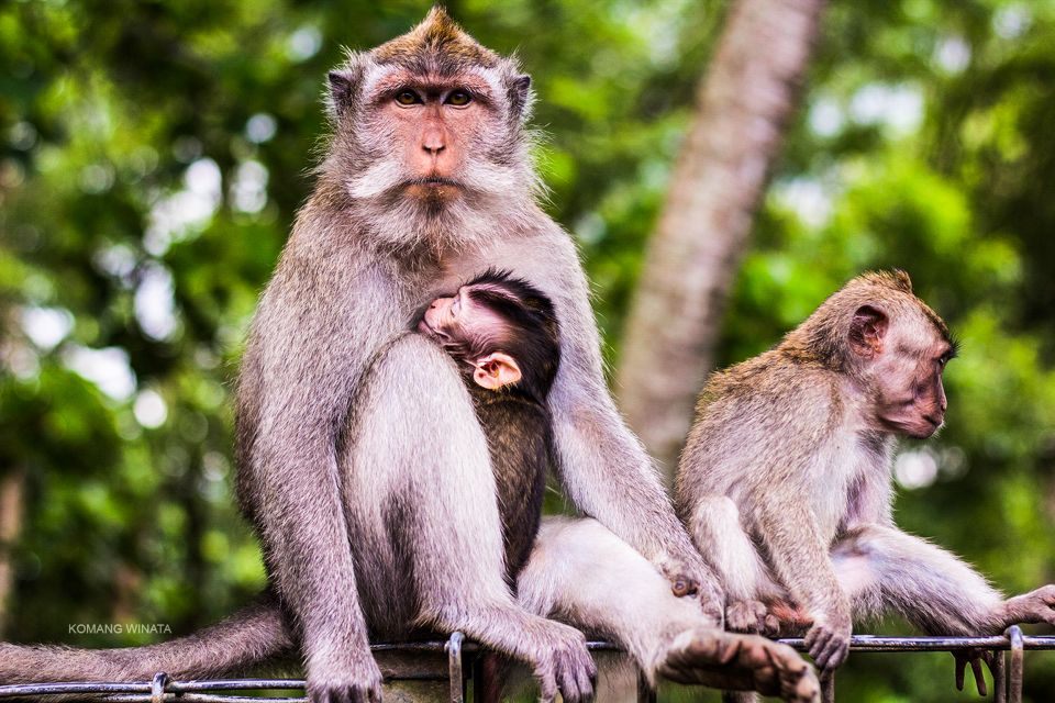 Ubud: Waterfall, Rice Terraces & Monkey Forest Private Tour - Additional Information