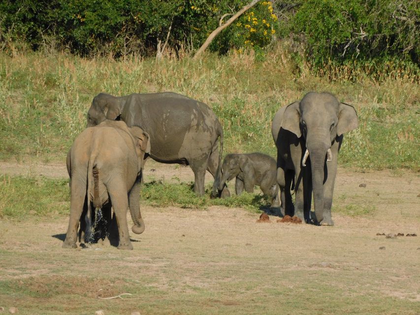 Udawalawe Half Day Tour With Visit Elephant Transit Home - Common questions