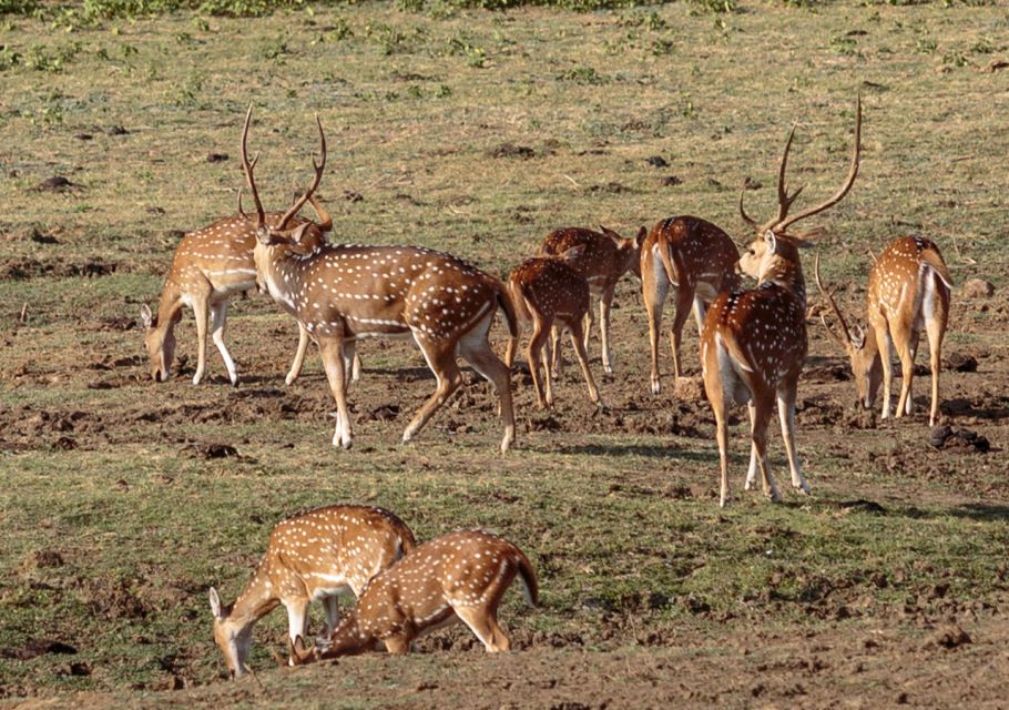 Udawalawe National Park Private Full-Day Safari - Common questions