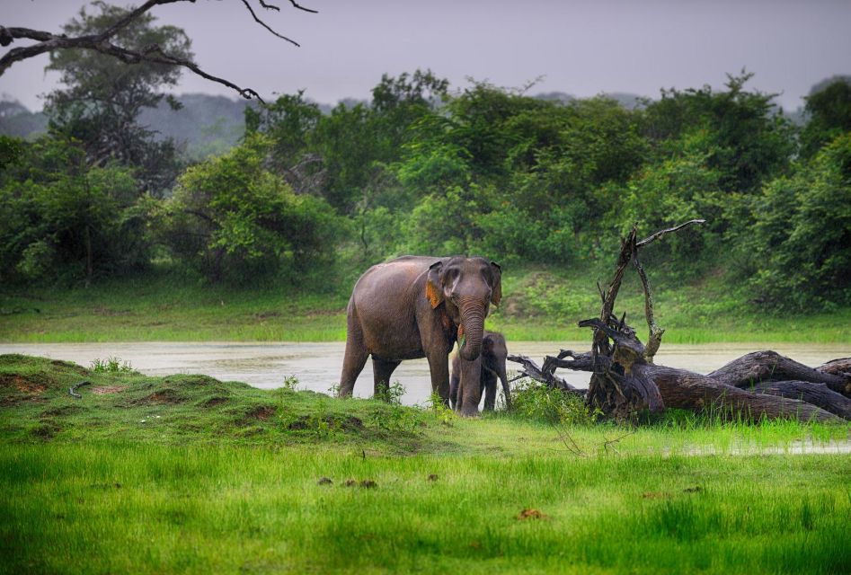 Udawalawe: National Park Safari & Elephant Transit Home Tour - Wildlife Encounters