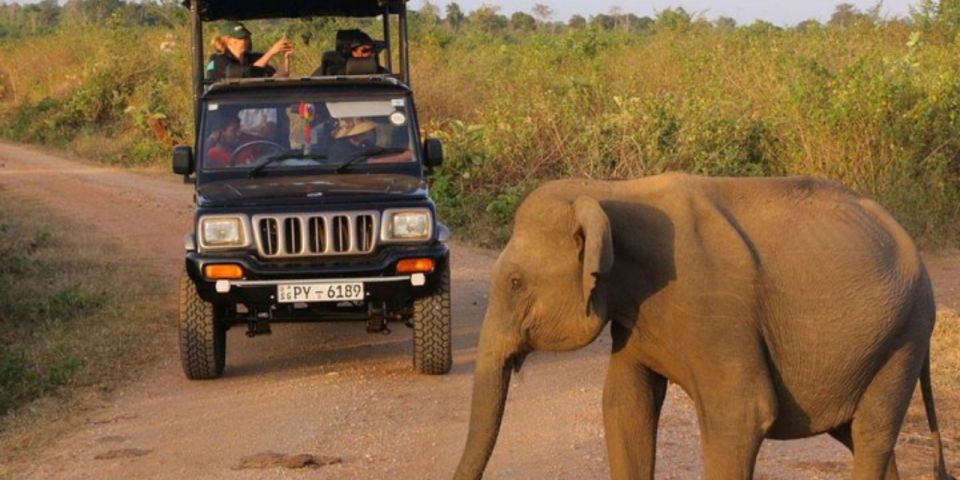 Udawalawe: Safari & Elephant Transit Home Visit With Lunch! - Last Words