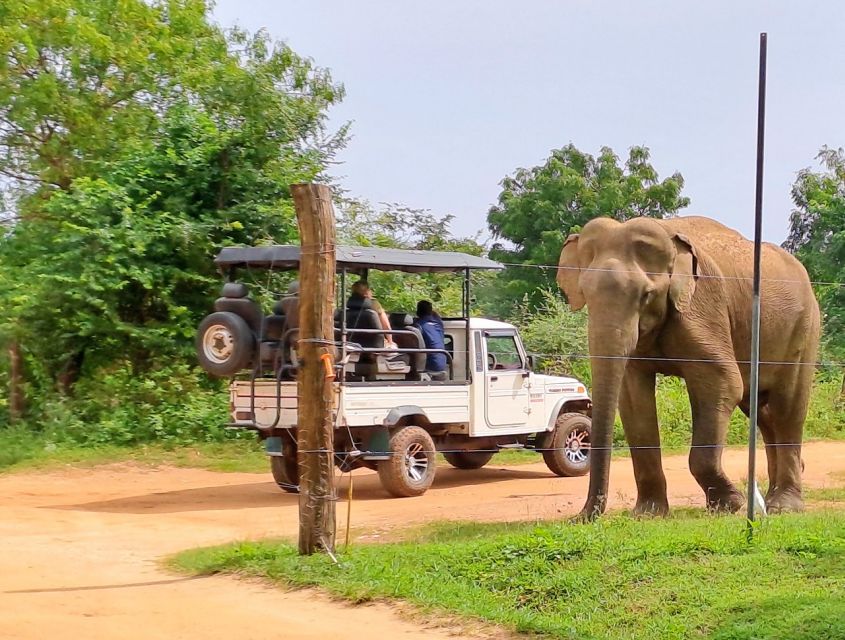Udawalawe Safari Tour - Hotel Drop-off Service