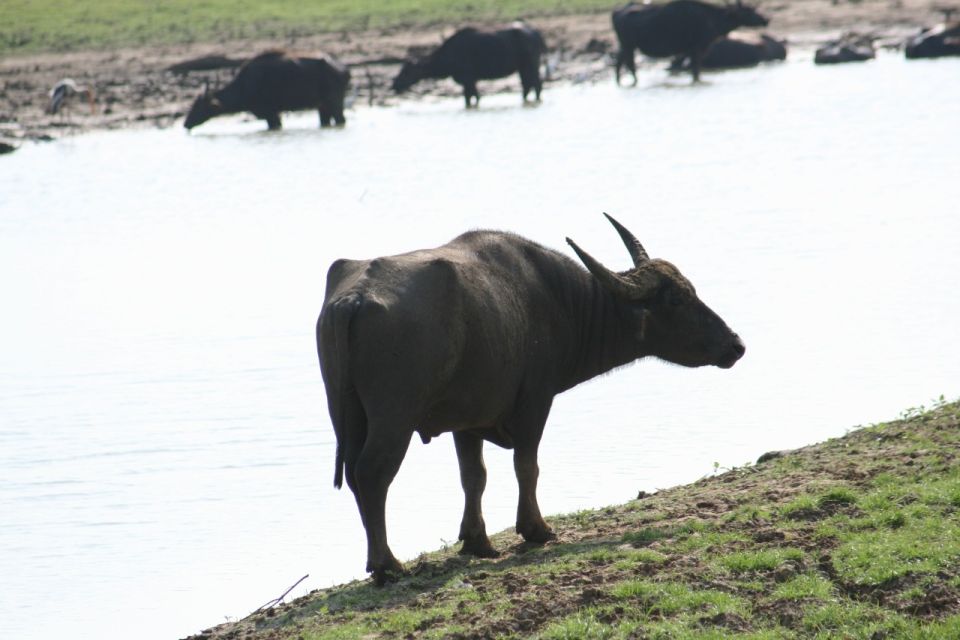 Udawalawe: Udawalawe Wild Safari Tours - Common questions