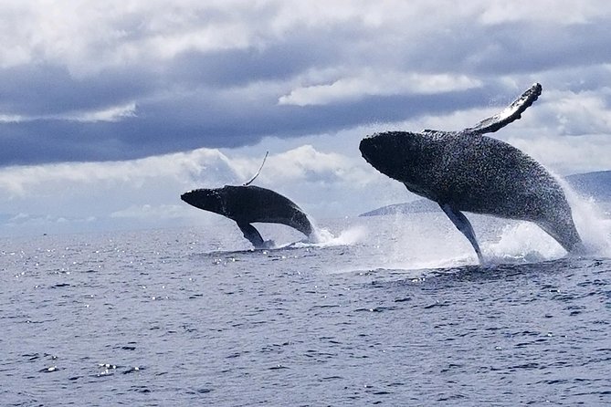 Ultimate 2 Hour Small Group Whale Watch Tour - The Wrap Up