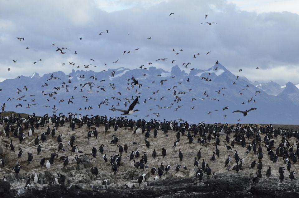 Ushuaia: Penguin Watching Tour by Catamaran - Common questions