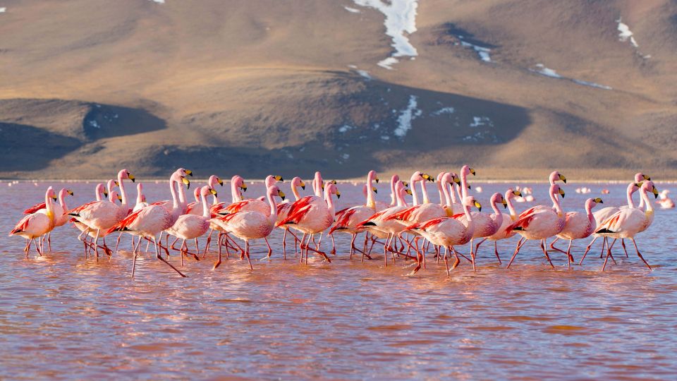 Uyuni Salt Flats and Red Lagoon 3-Days English in Guide - Last Words