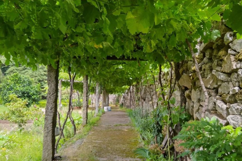 Vinho Verde Private Wine Tour - Taste of Tradition