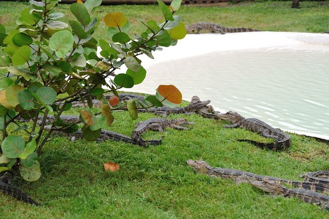 VIP Private Airboat Tour Near Orlando - Common questions