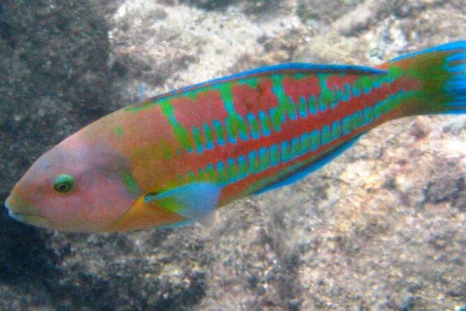 Waikiki Snorkeling. Free Pictures and Video! Shallow. Many Fish! - Cancellation Policy