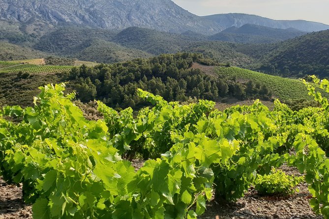 Walks in the Heart of the Secret Vineyards Around Collioure, Tastings - Common questions