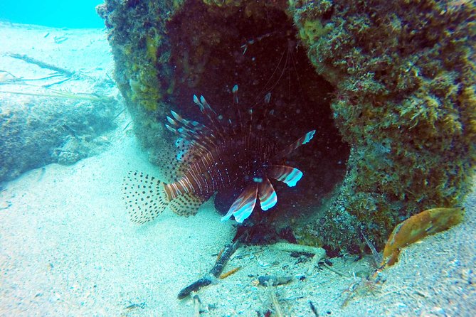 Wave Break Island Scuba Diving on the Gold Coast - Common questions