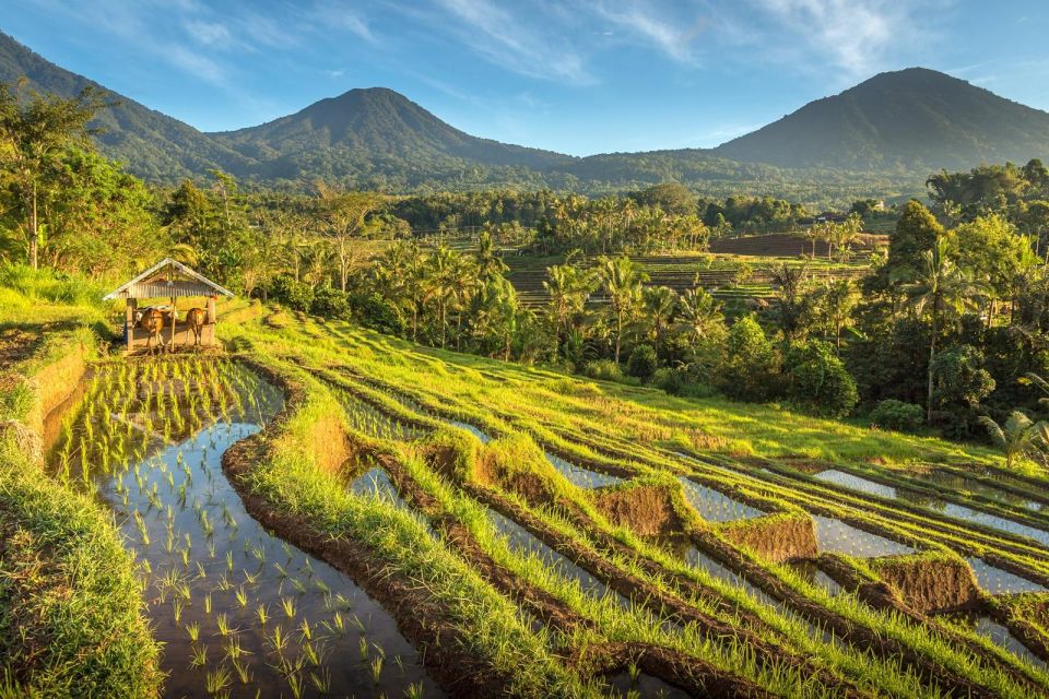West Bali: Jatiluwih Rice Terrace and Tanah Lot Sunset Tour - Booking Information