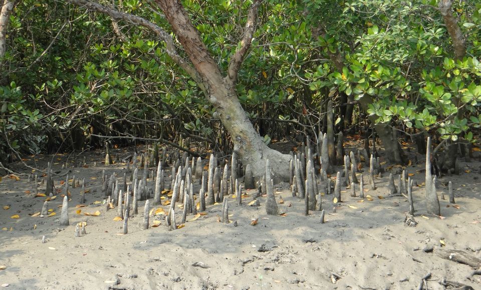 West Coast Beach, River Mangroves Lagoon, Wildlife Boat Tour - Helpful Tips for Tour Participation