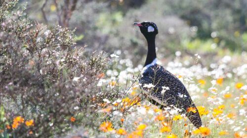 West Coast National Park. Private Tour. - Live Tour Guide