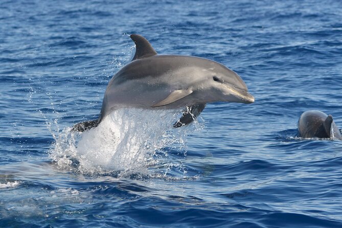 Whale and Dolphin Watching EcoAdventure in Tenerife - Last Words