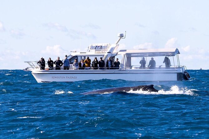 Whale Watching Boat Trip in Sydney - Last Words