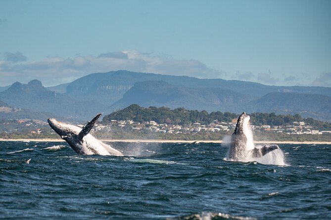 Whale Watching Gold Coast - Other Activities Near Gold Coast